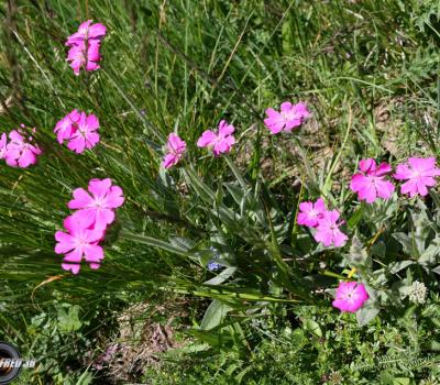 Oeillet de Grenoble_Belledonne