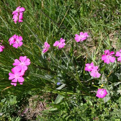 Oeillet de Grenoble_Belledonne
