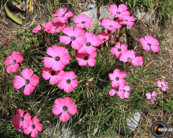 Oeillet négligé_Vanoise