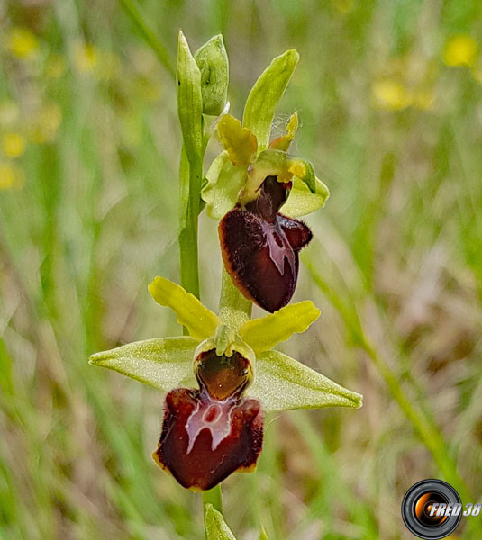 Ophrys araignée1_Dauphiné