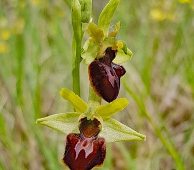 Ophrys araignée1_Dauphiné