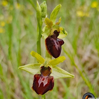 Ophrys araignée1_Dauphiné