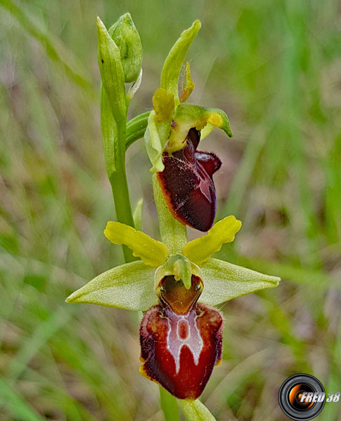 Ophrys araignée2_Dauphiné