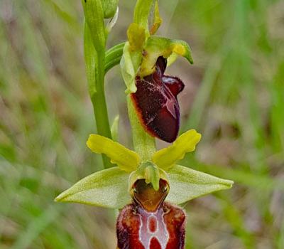 Ophrys araignée2_Dauphiné