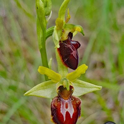 Ophrys araignée2_Dauphiné