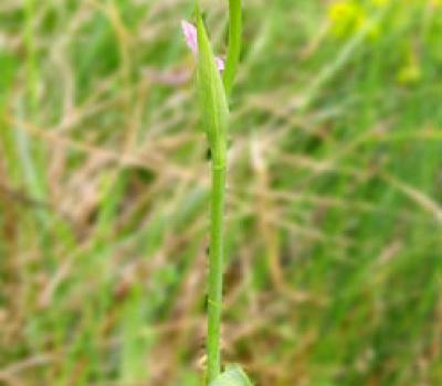 Ophrys Bécasse1_Ain