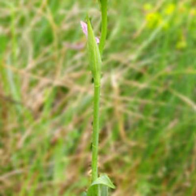 Ophrys Bécasse1_Ain