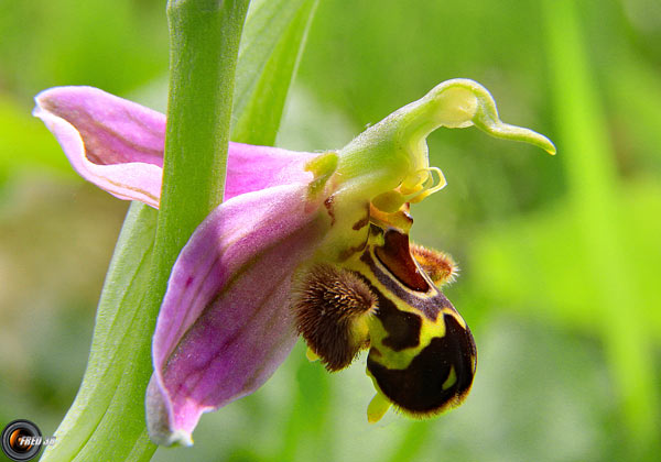 Ophrys Bécasse2_Ain