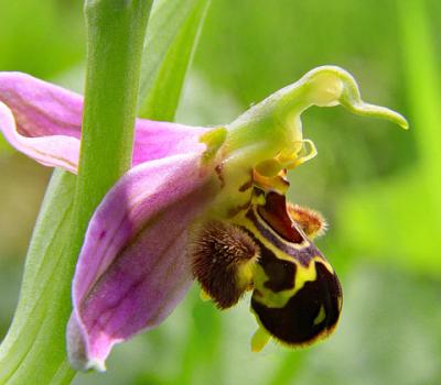 Ophrys Bécasse2_Ain