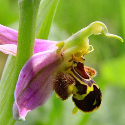Ophrys Bécasse2_Ain