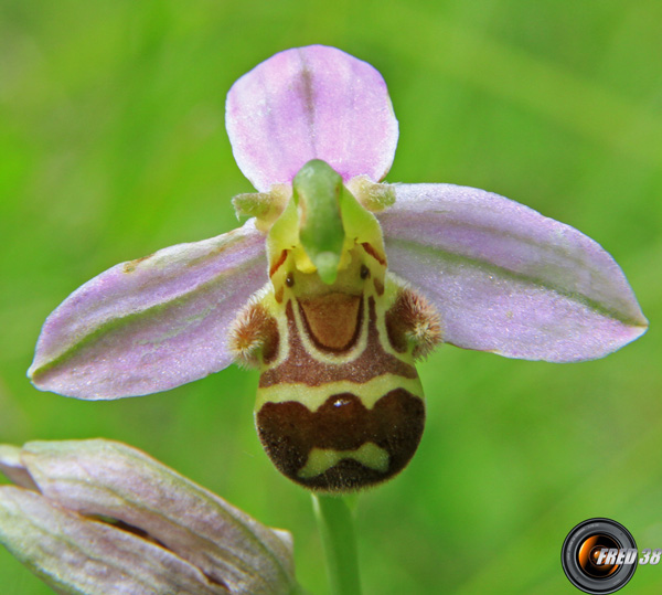 Ophrys-Bécasse3_Dauphiné