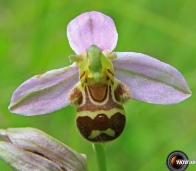 Ophrys-Bécasse3_Dauphiné
