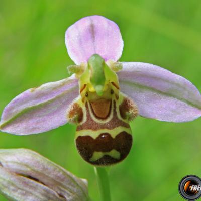 Ophrys-Bécasse3_Dauphiné