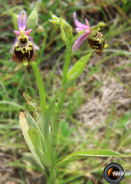 Ophrys bourdon1_Dauphiné