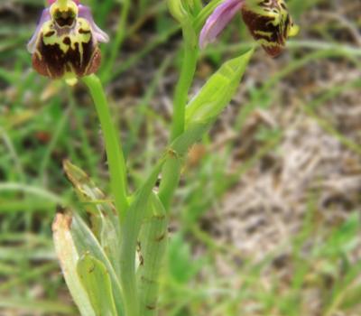 Ophrys bourdon1_Dauphiné