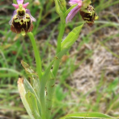 Ophrys bourdon1_Dauphiné