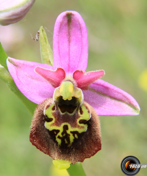 Ophrys bourdon2_Dauphiné