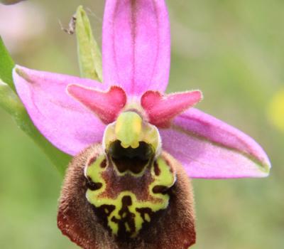 Ophrys bourdon2_Dauphiné