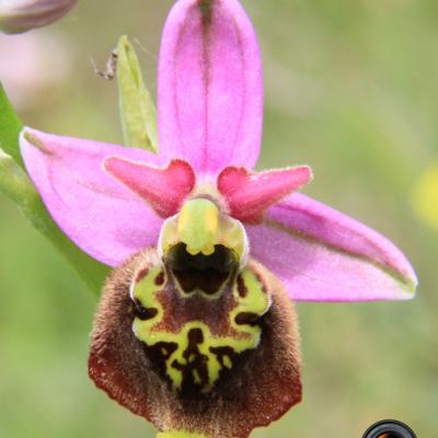 Ophrys bourdon2_Dauphiné