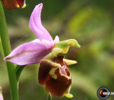 Ophrys bourdon3_Dauphiné