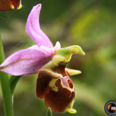 Ophrys bourdon3_Dauphiné