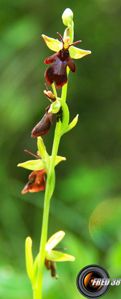 Ophrys mouche_Bauges