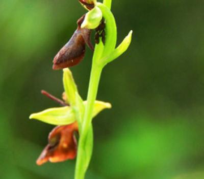 Ophrys mouche_Bauges