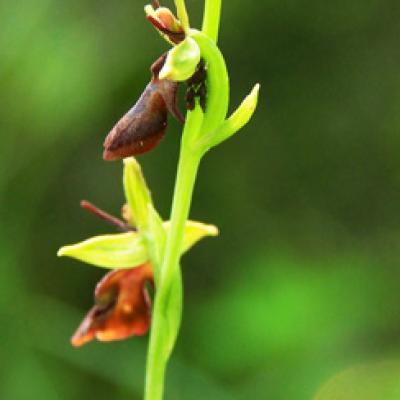 Ophrys mouche_Bauges