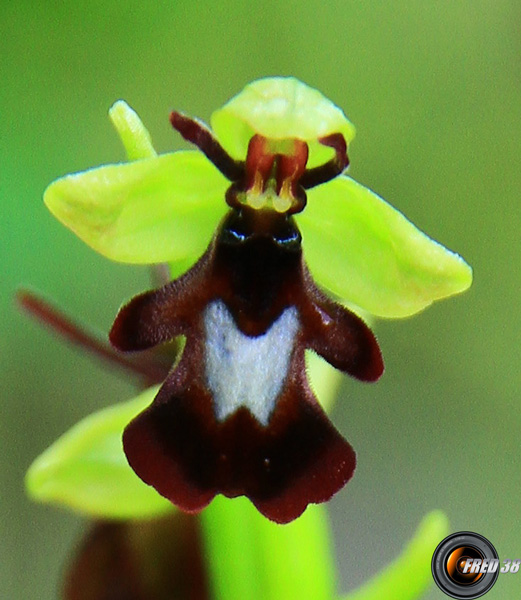 Ophrys mouche2_Bauges