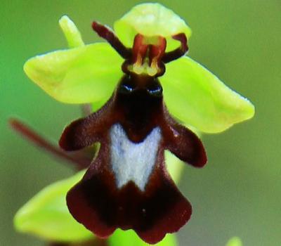Ophrys mouche2_Bauges