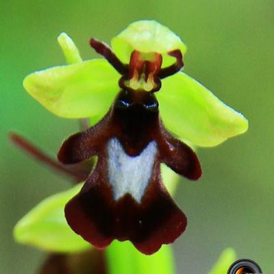 Ophrys mouche2_Bauges