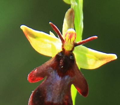 Ophrys mouche3_Bauges