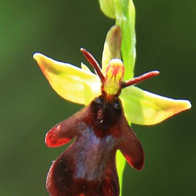 Ophrys mouche3_Bauges