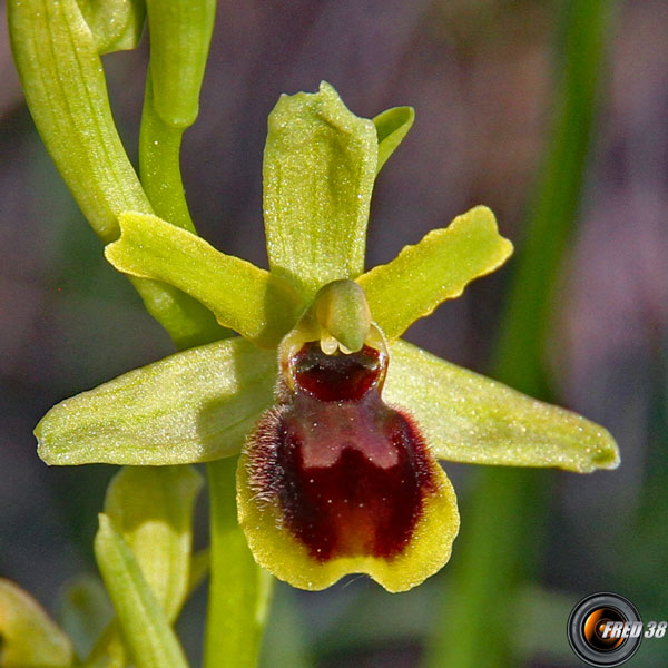 Ophrys petite-araignée1_Baronnies