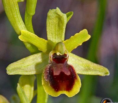 Ophrys petite-araignée1_Baronnies