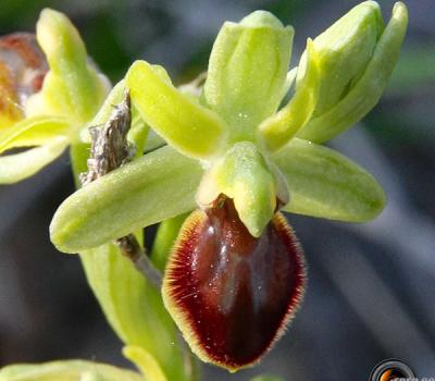 Ophrys petite-araignée2_Baronnies