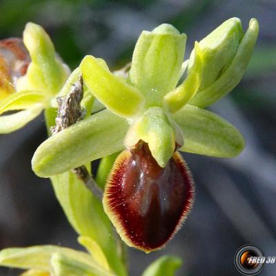 Ophrys petite-araignée2_Baronnies