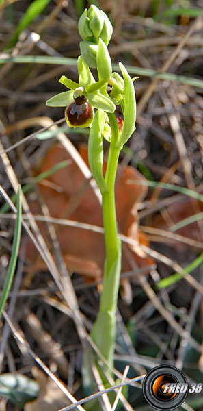 Ophrys petite-araignée3_Baronnies