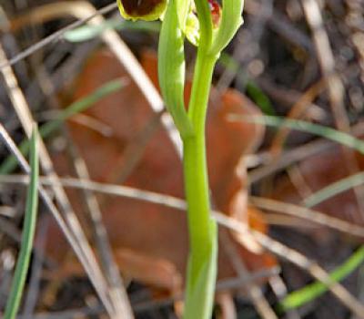 Ophrys petite-araignée3_Baronnies