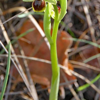 Ophrys petite-araignée3_Baronnies