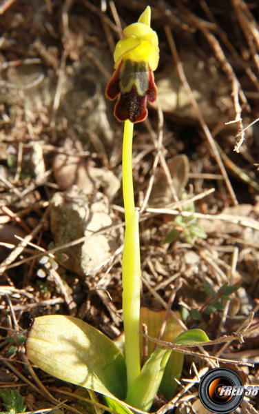 Ophrys sombre_Mtgne-Sainte-Victoire