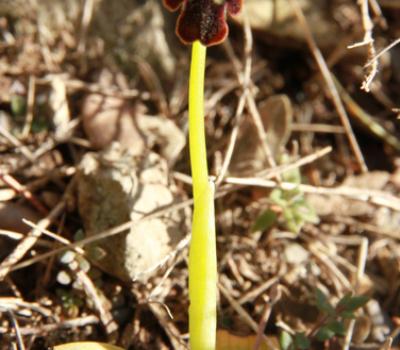 Ophrys sombre_Mtgne-Sainte-Victoire