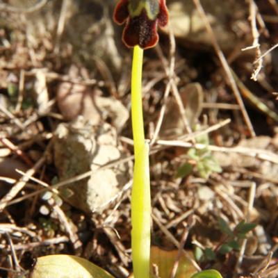 Ophrys sombre_Mtgne-Sainte-Victoire