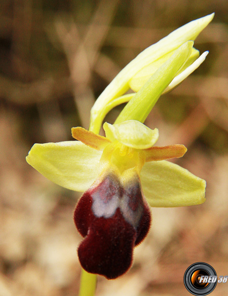 Ophrys sombre2_Mtgne-Sainte-Victoire