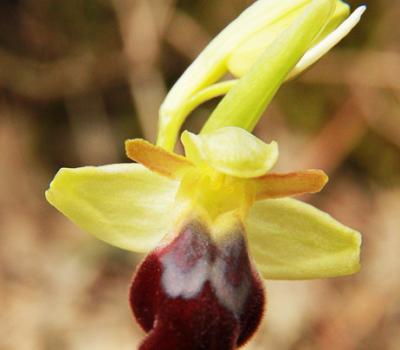 Ophrys sombre2_Mtgne-Sainte-Victoire