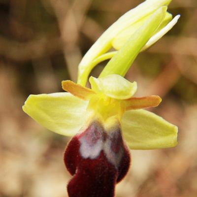 Ophrys sombre2_Mtgne-Sainte-Victoire