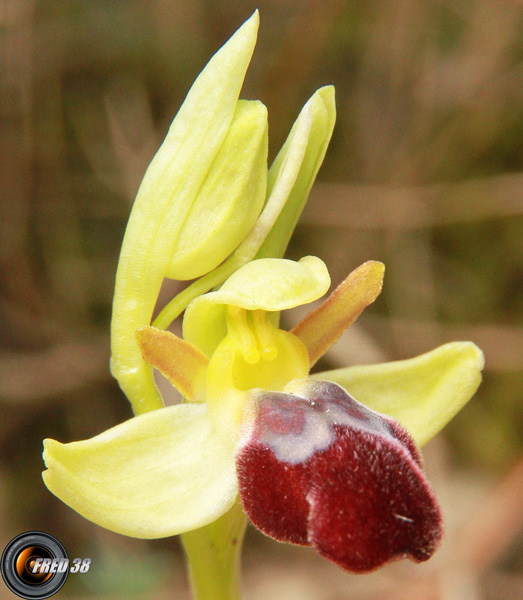 Ophrys-sombre3_Mtgne-Sainte-Victoire