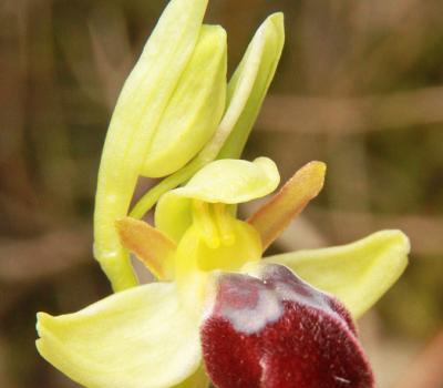 Ophrys-sombre3_Mtgne-Sainte-Victoire