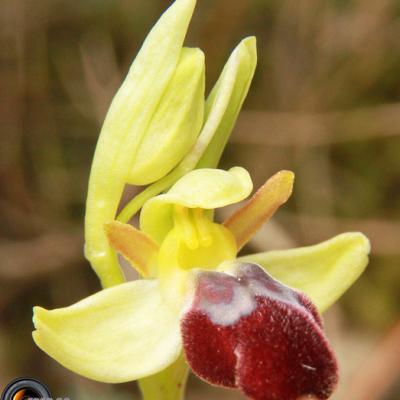 Ophrys-sombre3_Mtgne-Sainte-Victoire