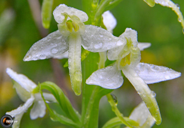 Orchis à deux feuilles_Vercors